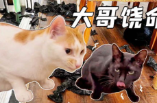 小姐姐黑猫插画,神秘魅力的插画世界